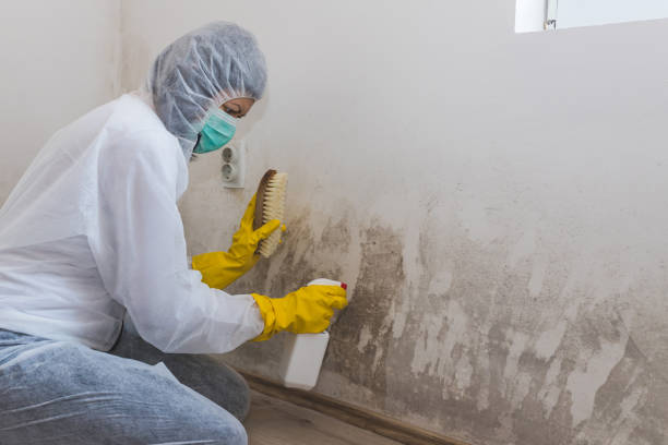 Best Mold Testing and Inspection Services in Greenfield, CA