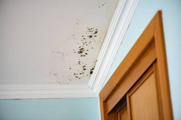 Best White Mold Remediation in Greenfield, CA