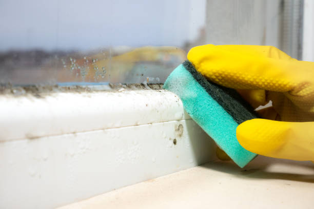 Best Residential Mold Remediation in Greenfield, CA