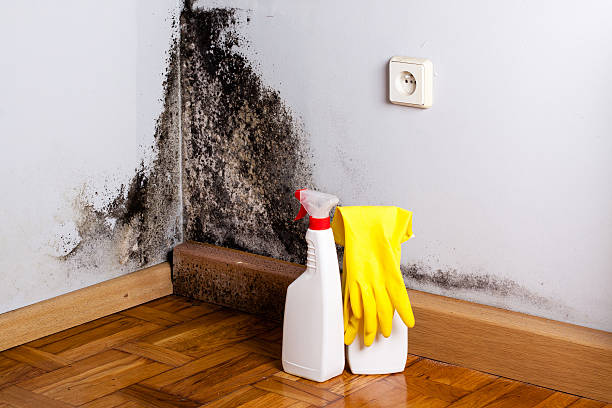 Best Residential Mold Remediation in Greenfield, CA