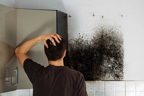 Best Emergency Mold Remediation in Greenfield, CA