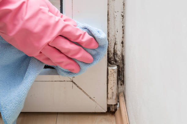Best HVAC Mold Remediation in Greenfield, CA