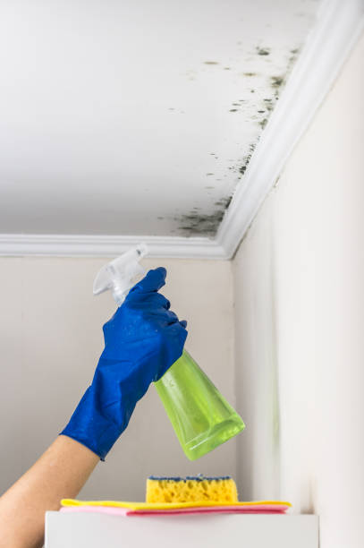 Best Black Mold Remediation in Greenfield, CA