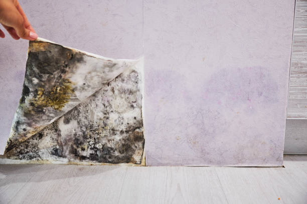 Best Industrial Mold Remediation in Greenfield, CA
